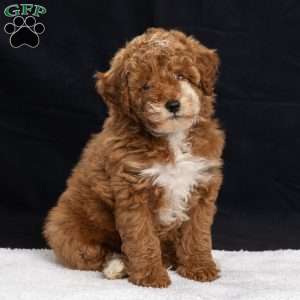 Polly, Miniature Poodle Puppy